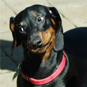 Meet your Posher, William